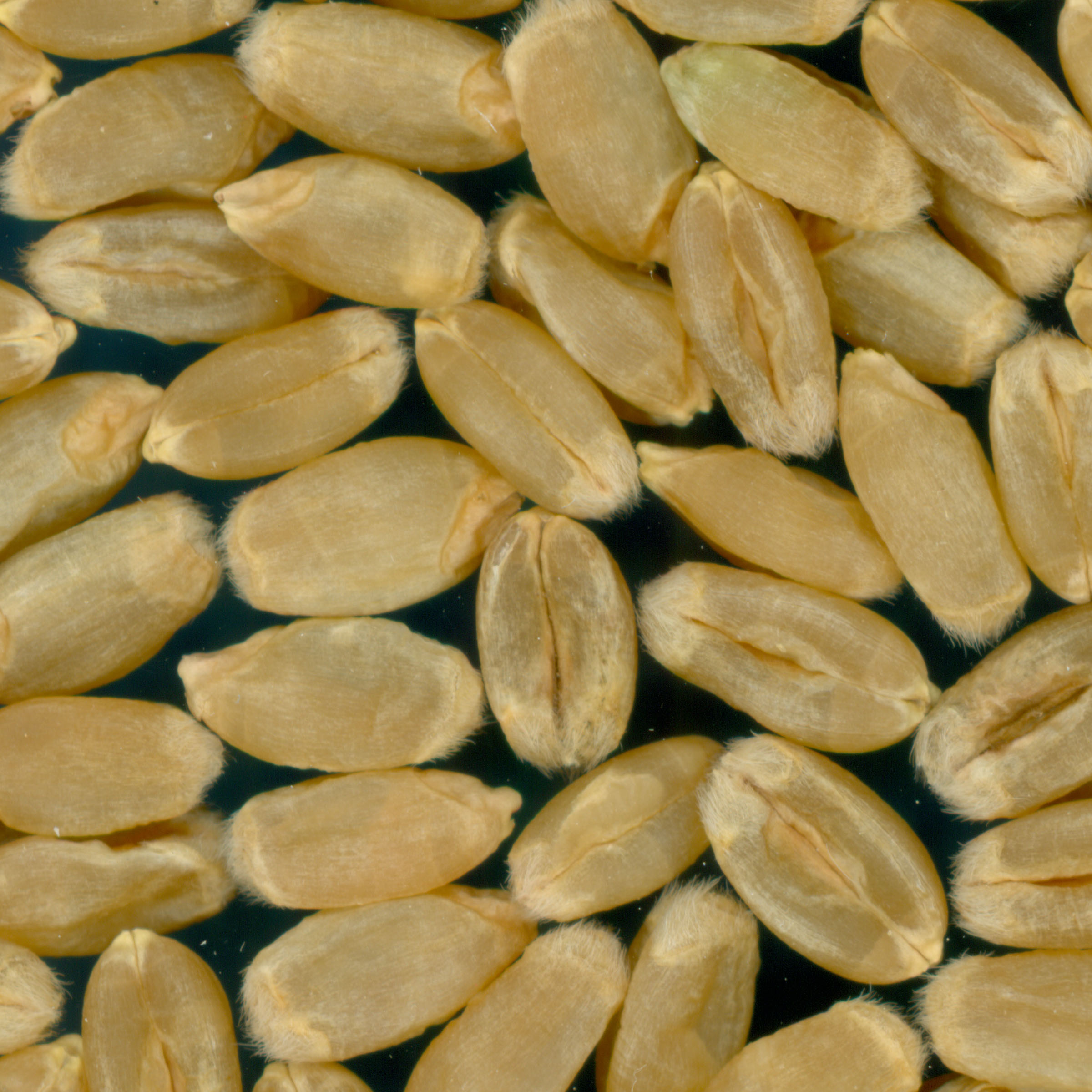 KERNELS